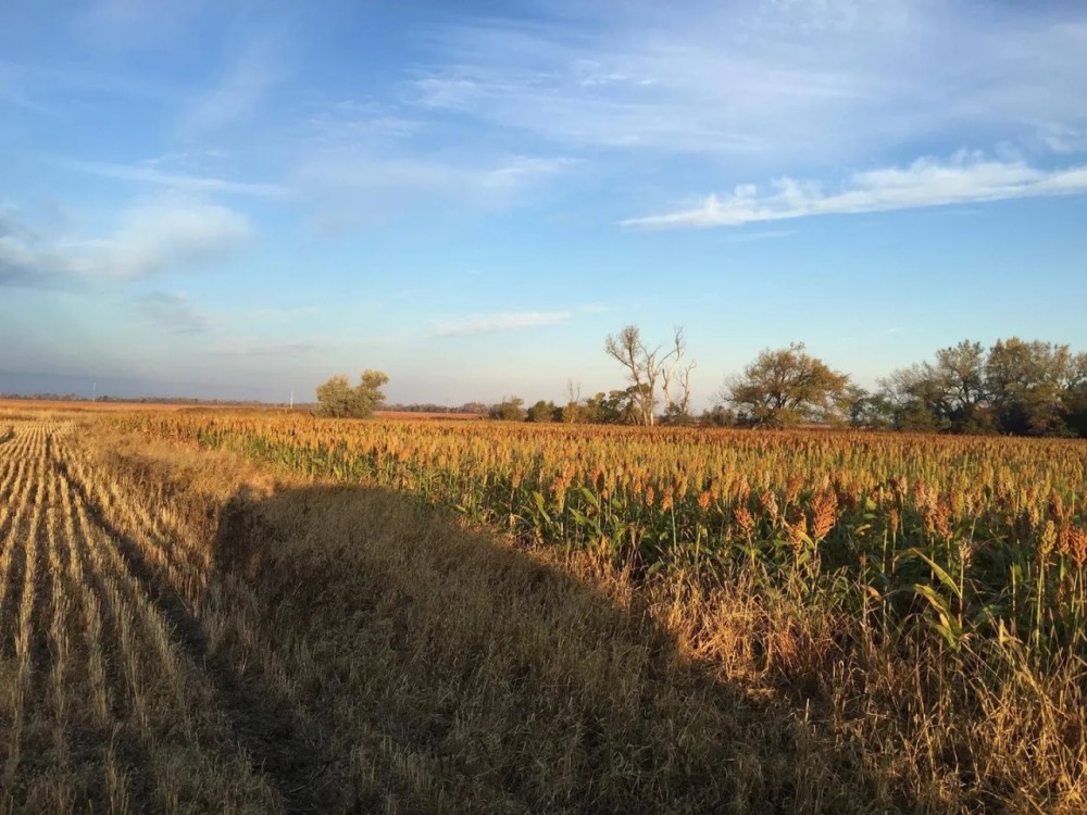 Spink County Rooster Rush featured image