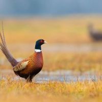 Spink County Rooster Rush images 2