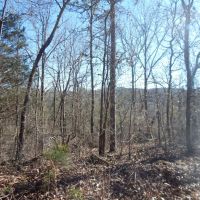 MLS 21853754 A BEAUTIFUL PLACE TO BUILD A HOME AND HUNT images 3