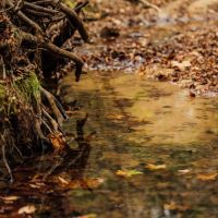 84.5 Acres in Yazoo County MS images 2