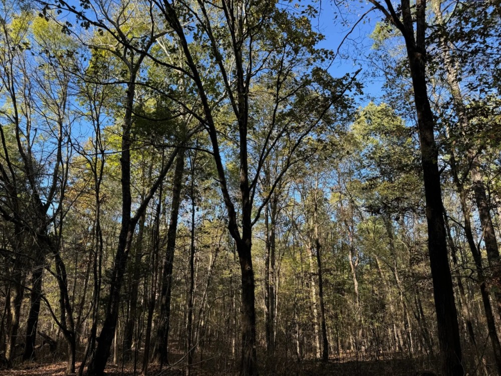 80 Acres in Tippah County MS featured image