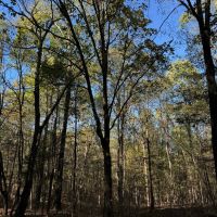 80 Acres in Tippah County MS