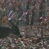 80 Acres in Tippah County MS images 4