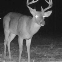 80 Acres in Tippah County MS images 5