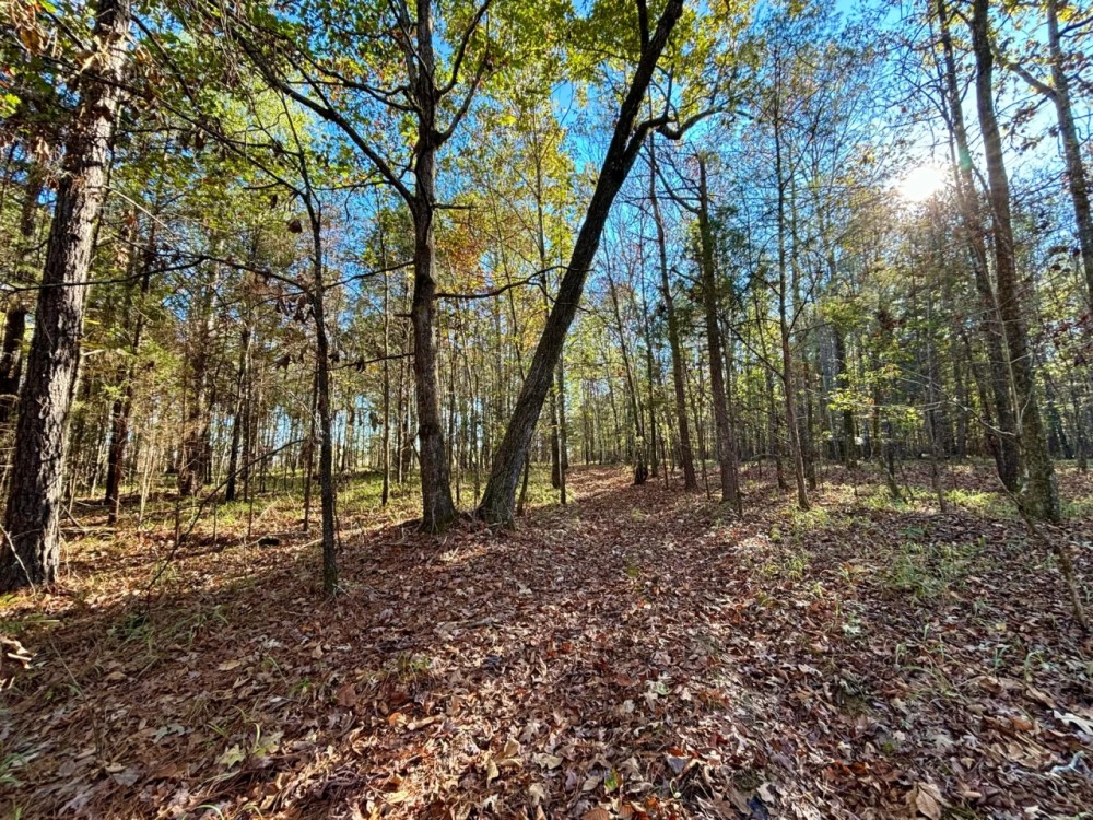 21.1 Acres in Chickasaw County MS featured image