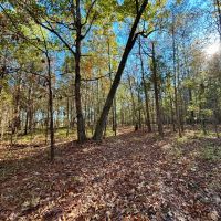 21.1 Acres in Chickasaw County MS