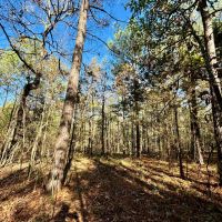 21.1 Acres in Chickasaw County MS images 2