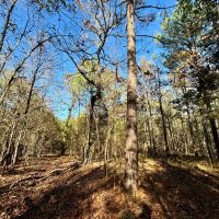 21.1 Acres in Chickasaw County MS images 3