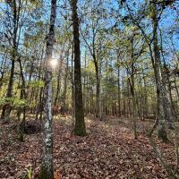 21.1 Acres in Chickasaw County MS images 4