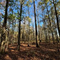 21.1 Acres in Chickasaw County MS images 5