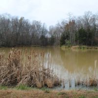 Jennings County 80 Acre Paradise images 5