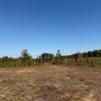 388 Acres in Yalobusha County MS images 2