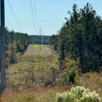 388 Acres in Yalobusha County MS images 5