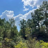 466 Acres FM 247 T-8 images 2