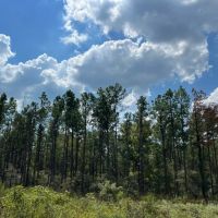466 Acres FM 247 T-8 images 4