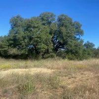 New Listing 319.484 - Acres Coleman County images 4