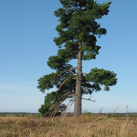 Leola Marsh Wildlife Area 1,860 Acre of Duck Hunting land in Waushara, WI images 4