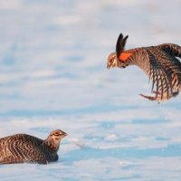 Paul J. Olson Wildlife Area 2,995 Acers of Duck Hunting land in wood WI images 4