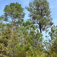 39 Acres in McDuffie County GA images 4