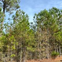 39 Acres in McDuffie County GA images 5