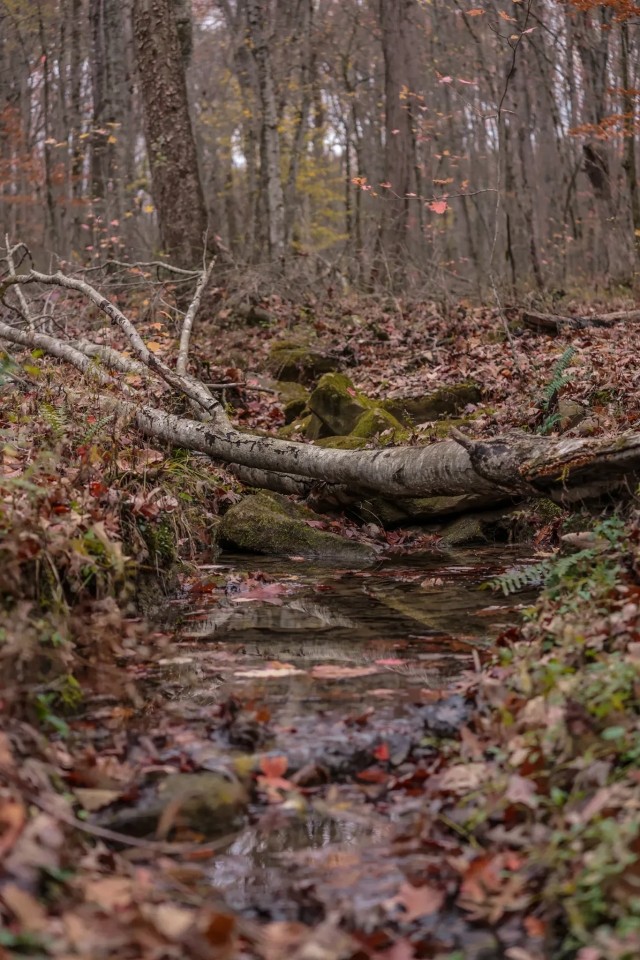 65 Acres in Van Buren County TN featured image