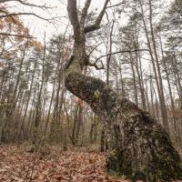 65 Acres in Van Buren County TN images 2