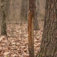 65 Acres in Van Buren County TN images 4