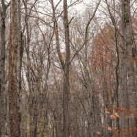 65 Acres in Van Buren County TN images 5
