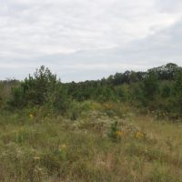 MLS 21872276 60 Acres of Unrestricted Land Near Weiss Lake images 2