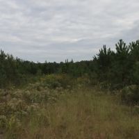 MLS 21872276 60 Acres of Unrestricted Land Near Weiss Lake images 4