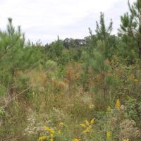 MLS 21872276 60 Acres of Unrestricted Land Near Weiss Lake images 5