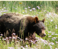 167,996 acres Collegiate Peaks Wilderness Bear Hunting in Delta, CO images 6