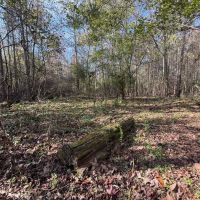 202.43 Acres in Attala County MS images 3