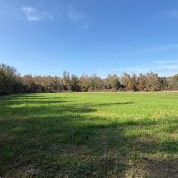 202.43 Acres in Attala County MS images 5