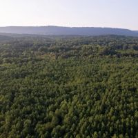 MLS 21869726 Conservation Easement 110 acres level wooded property in Beautiful Ashville. images 4