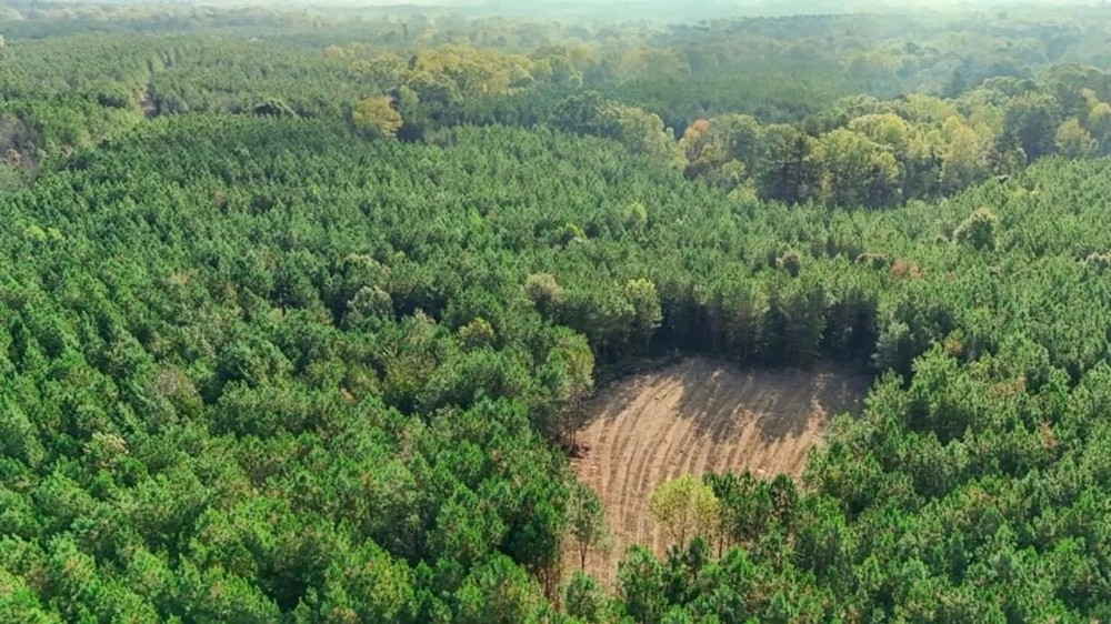 Turnkey Hunting Land in Franklin County MS featured image
