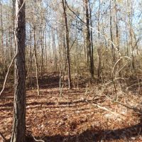 MLS 21869743 CONSERVATION EASEMENT—You can build one house on this property. images 5
