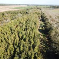 LA - Tensas 130 acres - images 2