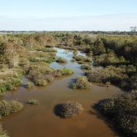 LA - Tensas 130 acres - images 4