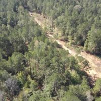 LA - Catahoula 65 acres - images 2