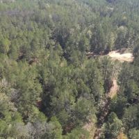 LA - Catahoula 65 acres - images 4