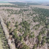 146-Acre Prime Hunting Timber Land for Sale in Beaufort Co. NC images 5