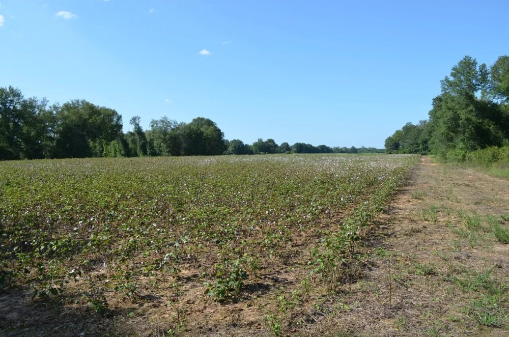 50 Acres in Independence featured image
