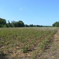50 Acres in Independence
