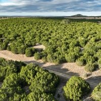 Tooley Ranch images 3