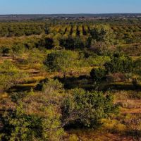 Big Valley Pecan Farm images 3