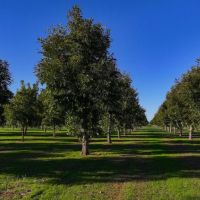 Big Valley Pecan Farm images 4