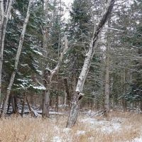 Michigan Wooded 50 - Acres 50162407 images 5