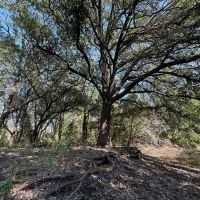 New Listing 17 - Acres Callahan County images 4