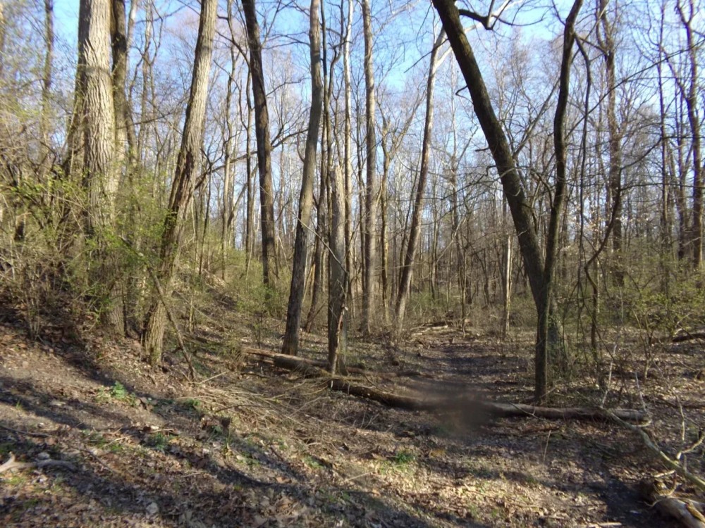 Lot 1 Cory Staunton Road featured image